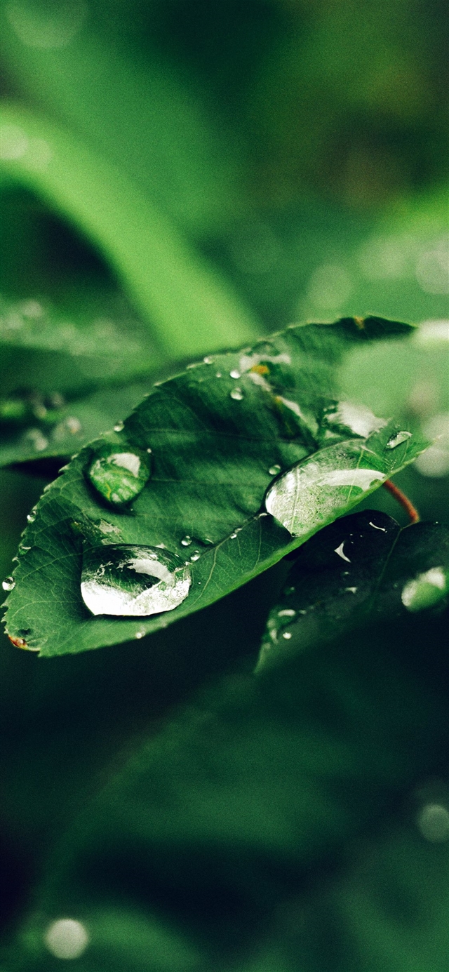Leaf rain bokeh iPhone X wallpaper 