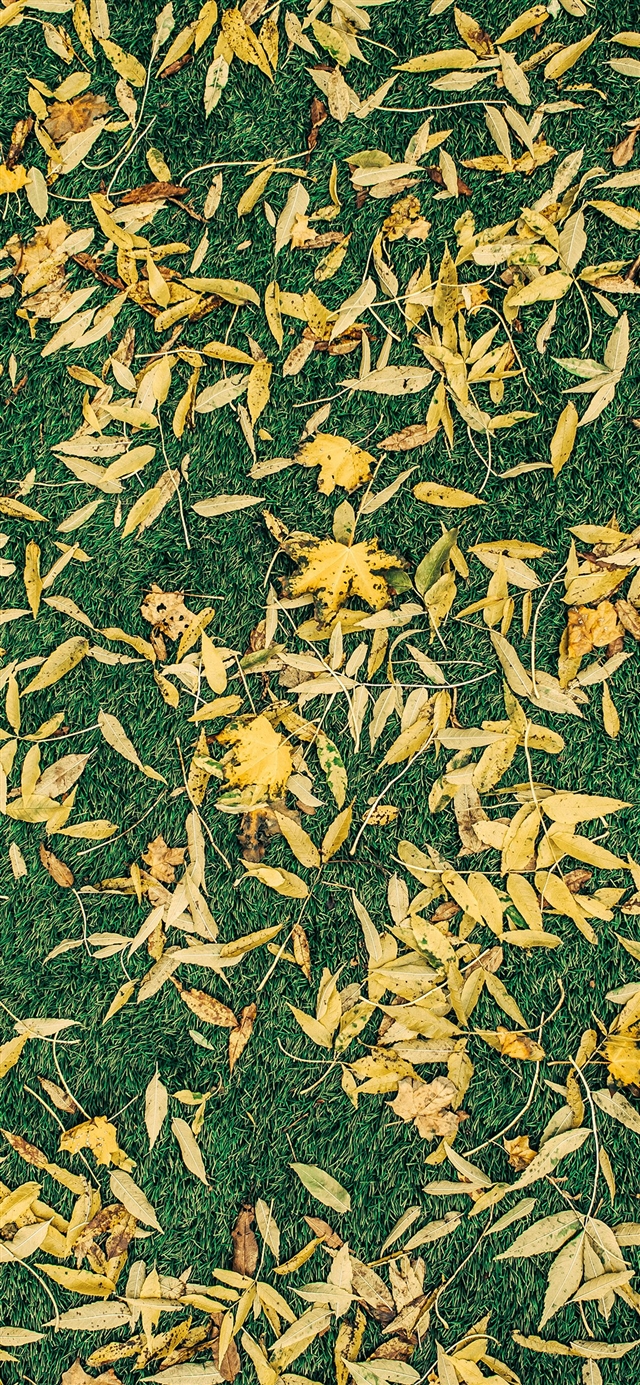 Leaf lawn pattern iPhone X wallpaper 