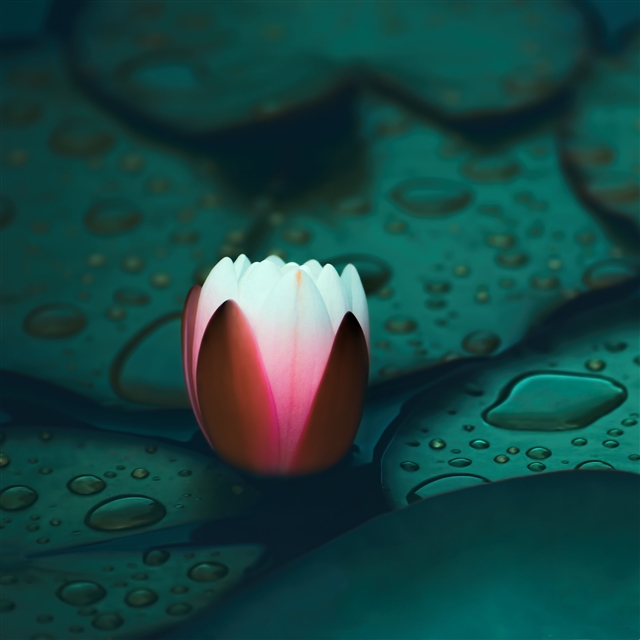 Water lily iPad Pro wallpaper 