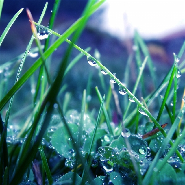 Grass morning dew drops light iPad wallpaper 