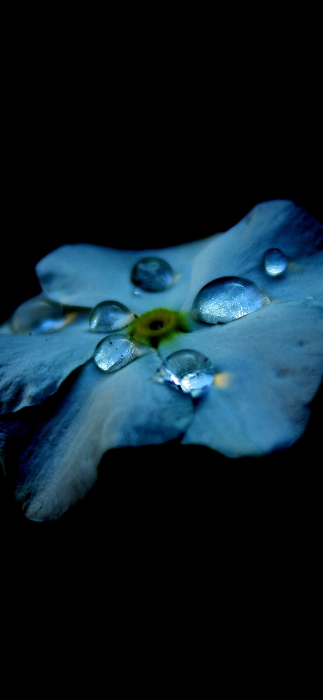 Flower blue dark minimal iPhone X wallpaper 