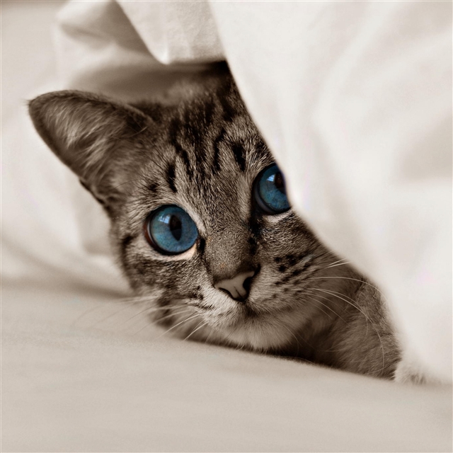Kitten cat face blue eyes iPad Pro wallpaper 