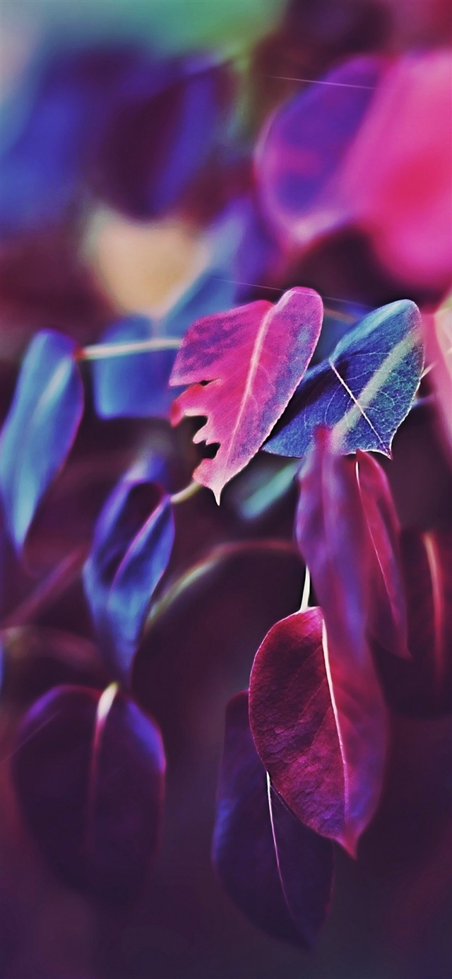 Fall leaf flower bokeh iPhone X wallpaper 