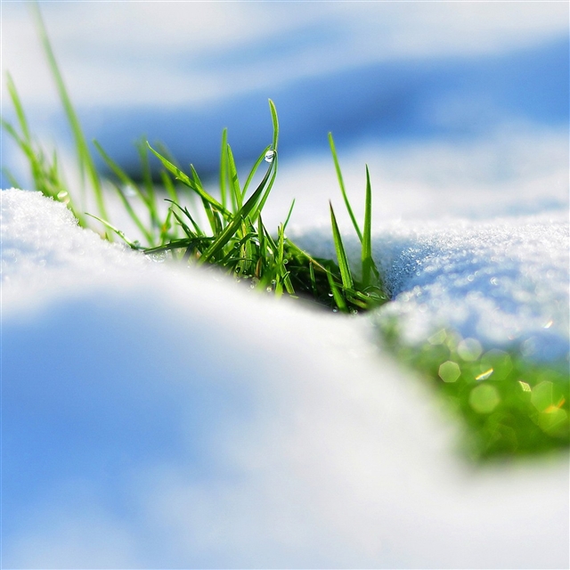 Spring snow grass reflections iPad Pro wallpaper 