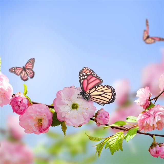 Flowers butterflies spring bloom branch iPad Pro wallpaper 