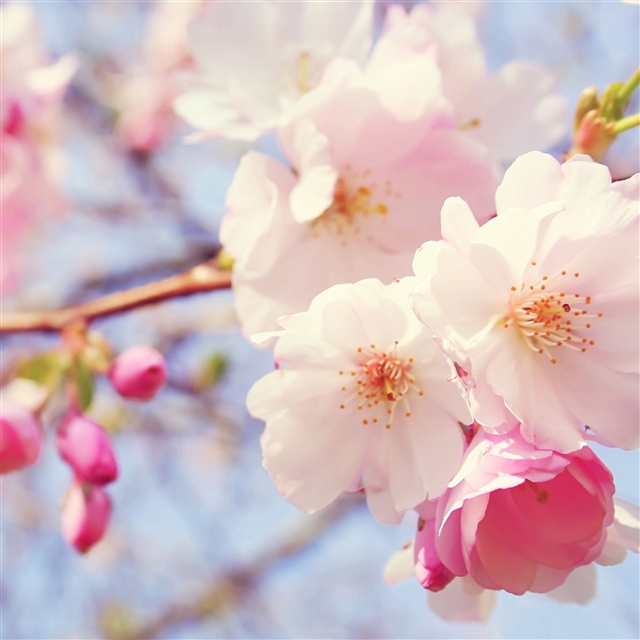 Flowers spring bloom iPad Pro wallpaper 