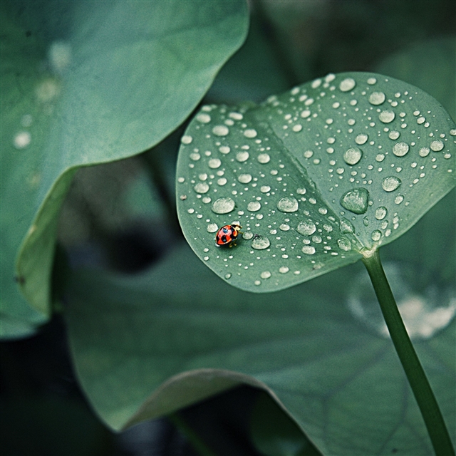 Ladybug leaf drops dew round insect iPad Pro wallpaper 