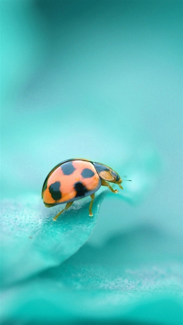 Ladybug surface insect iPhone 8 wallpaper 