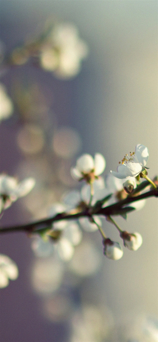 Spring flower bokeh iPhone X wallpaper 