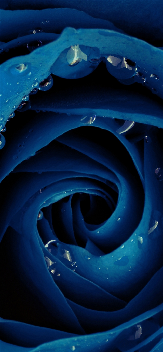 Beautiful blue rose flower iPhone X wallpaper 