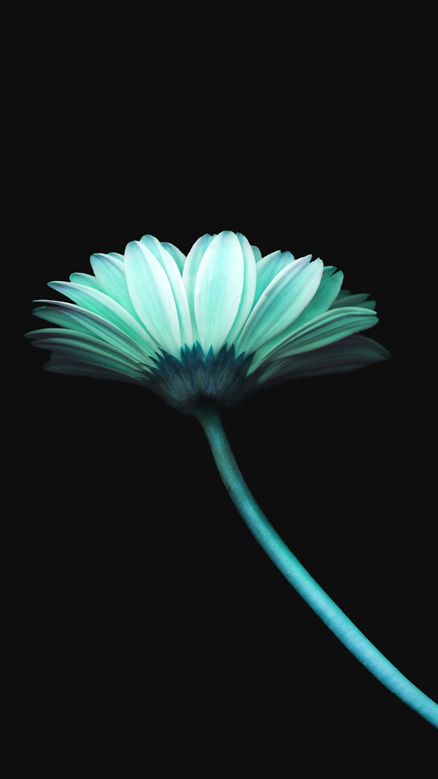 Lonely flower dark blue simple minimal iPhone 8 wallpaper 