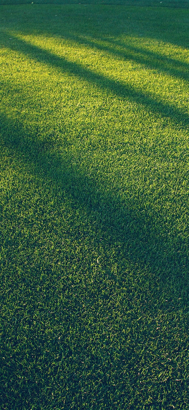 Lawn grass sunlight green blue pattern iPhone X wallpaper 