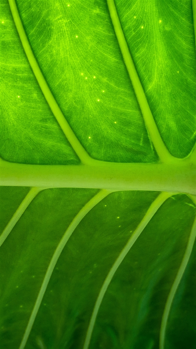 Plant leaf texture iPhone 8 wallpaper 