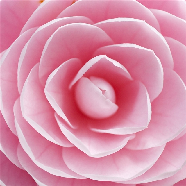 Rose petals iPad wallpaper 