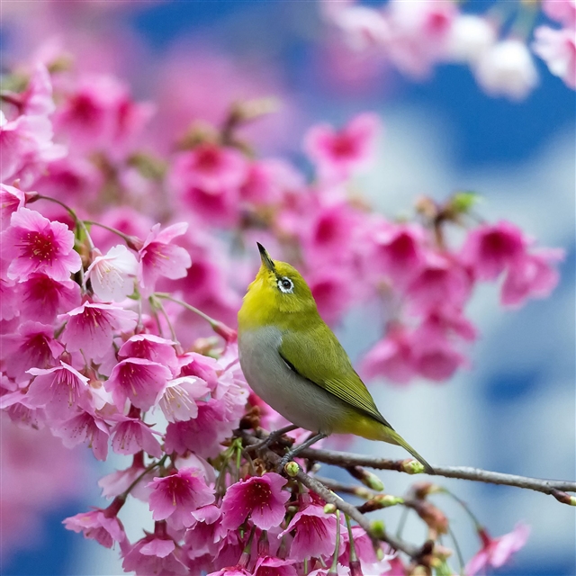 Spring cherry branch flowers beauty iPad Pro wallpaper 