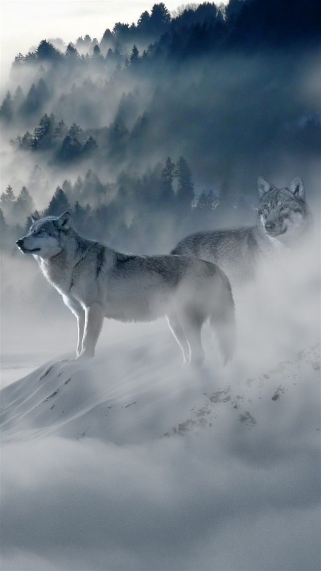 Wolf wolves predators iPhone 8 wallpaper 