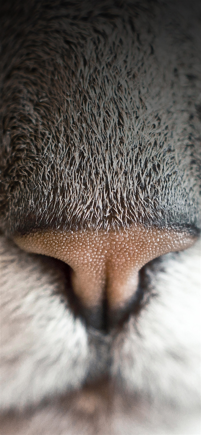 Cat nose close up iPhone X wallpaper 