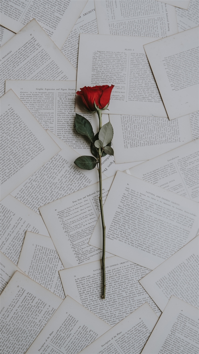 Rose books texts iPhone 8 wallpaper 