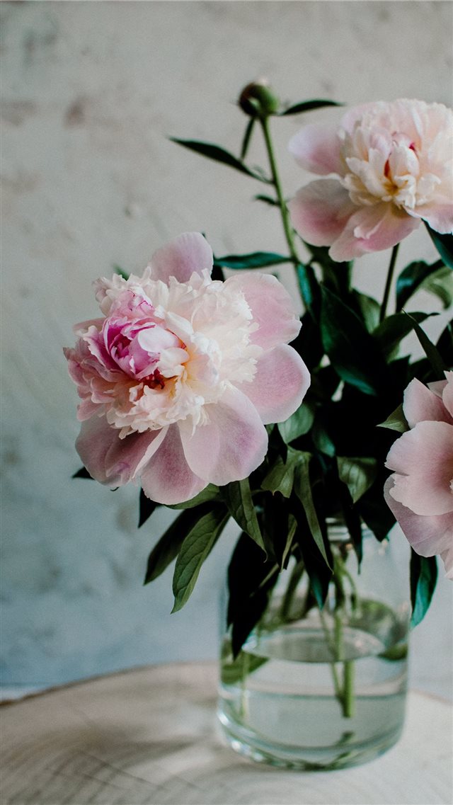Blossom pink peonies iPhone 8 wallpaper 