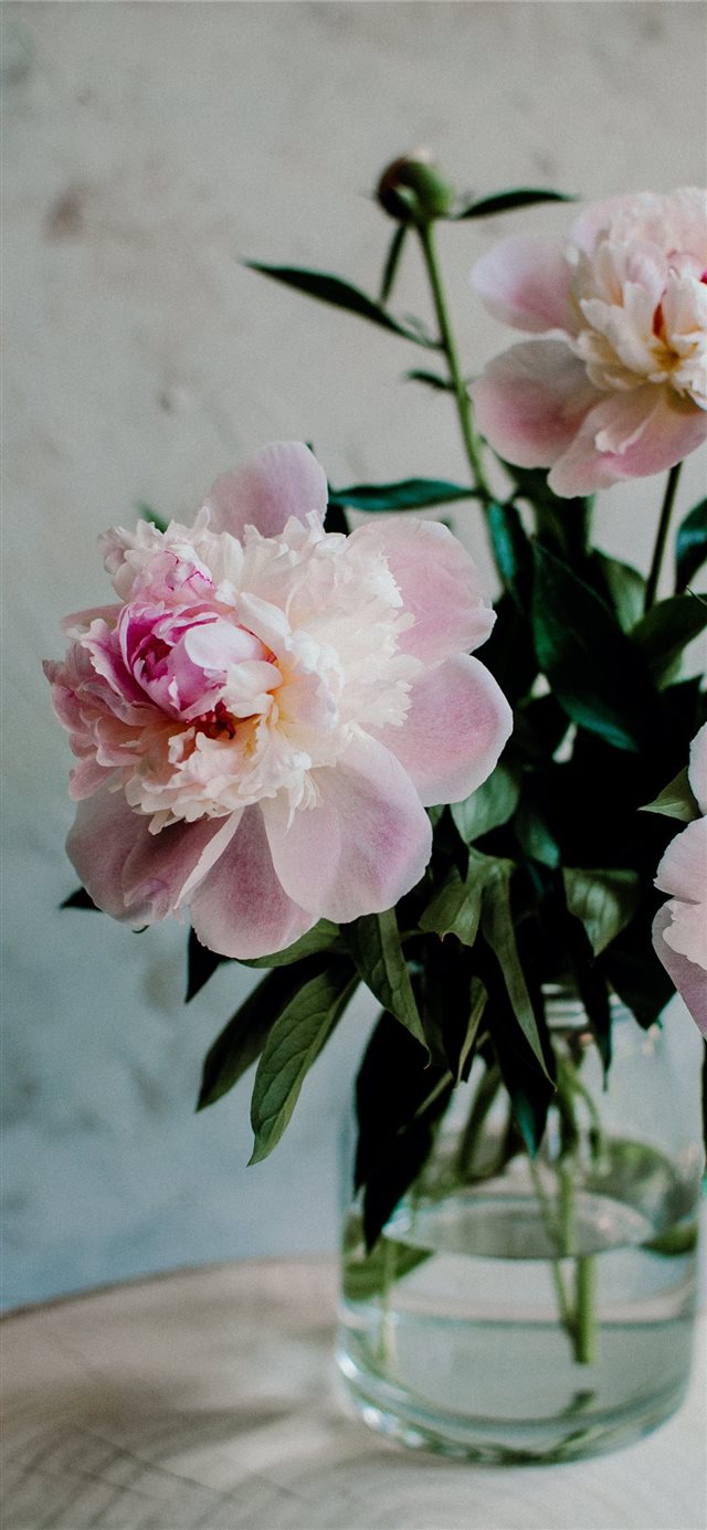Blossom pink peonies iPhone X wallpaper 