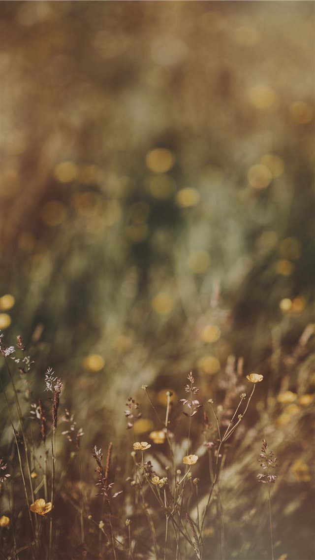 Buttercups  countryside  meadow  wildflowers iPhone 8 wallpaper 