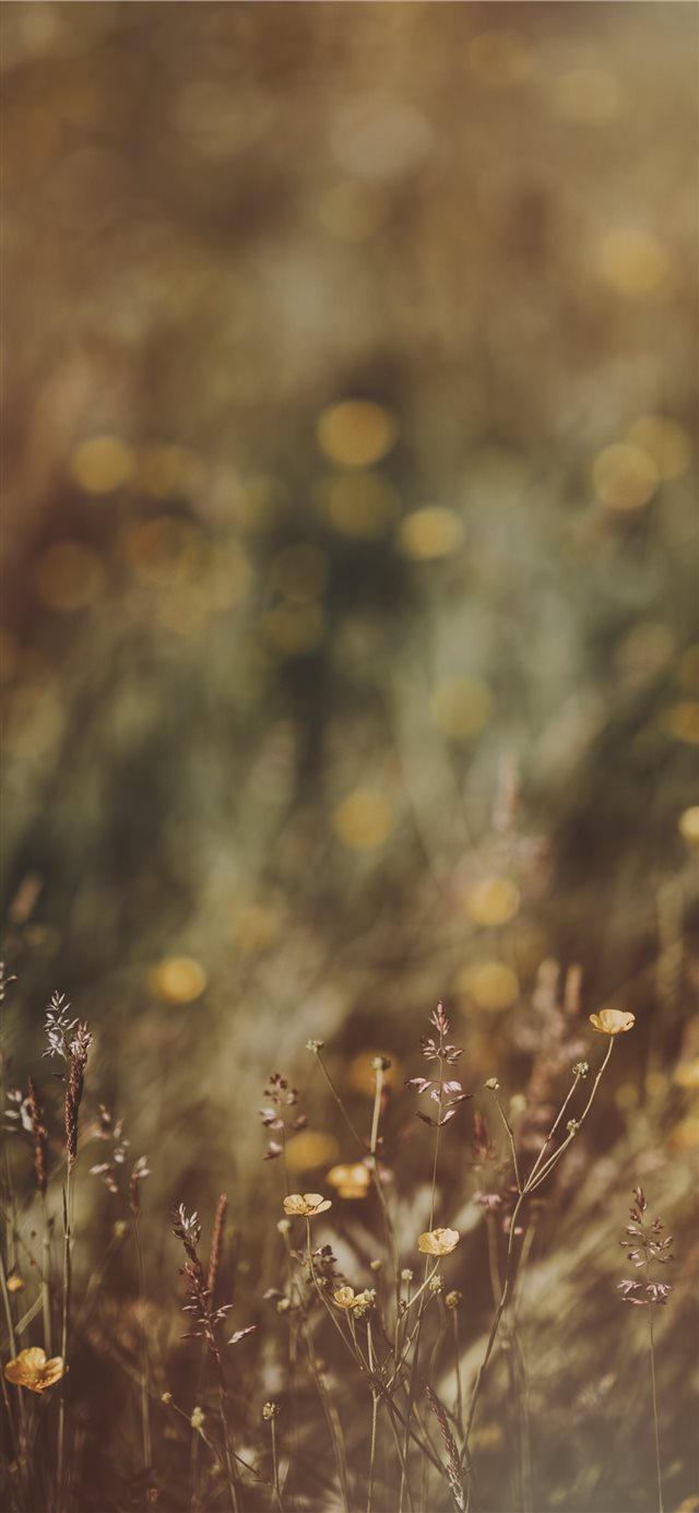 Buttercups  countryside  meadow  wildflowers iPhone X wallpaper 