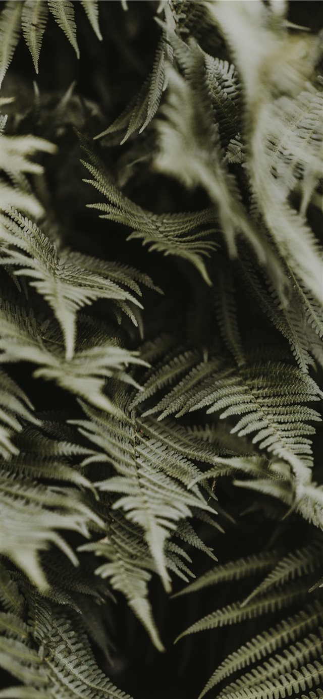 Green ferns iPhone X wallpaper 
