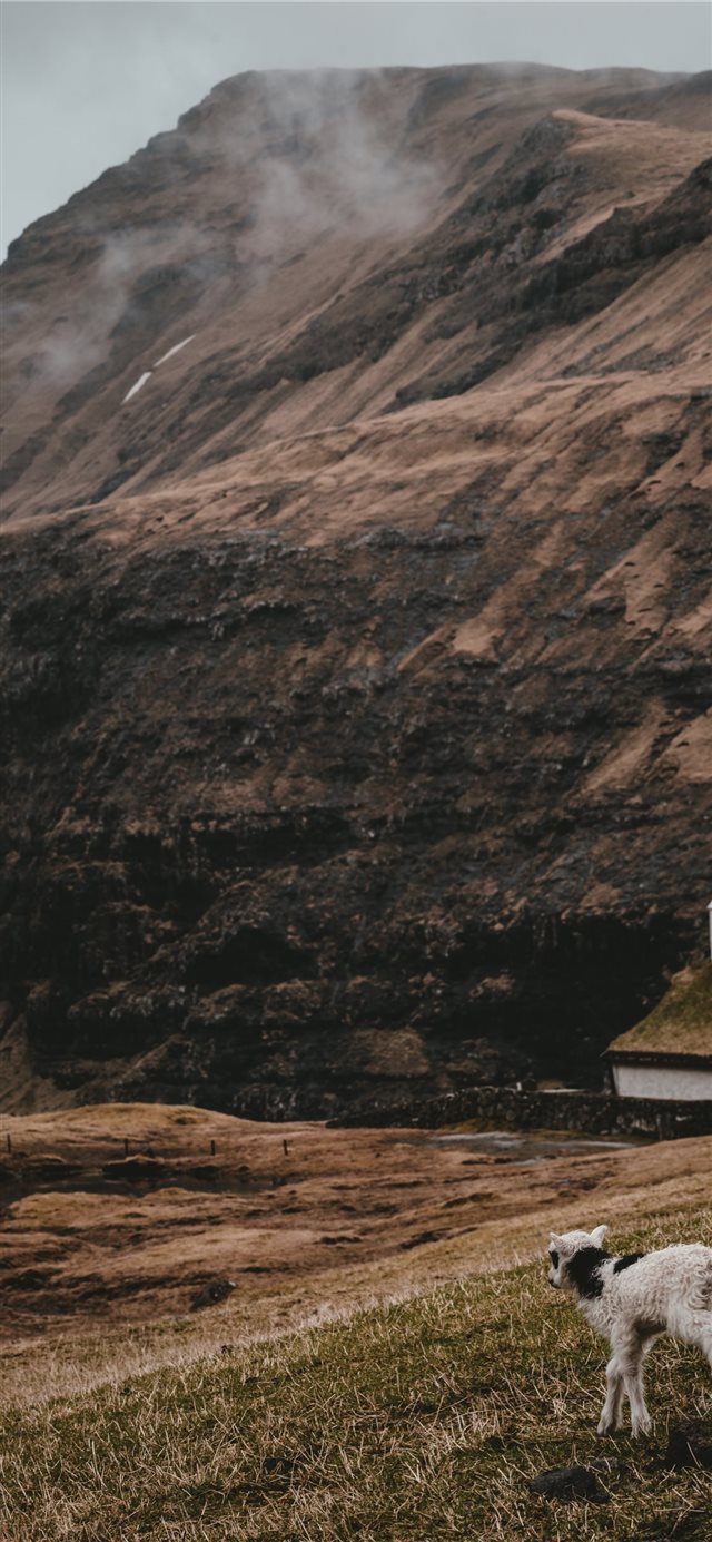 Lamb at Saksun  Faroe Islands iPhone X wallpaper 
