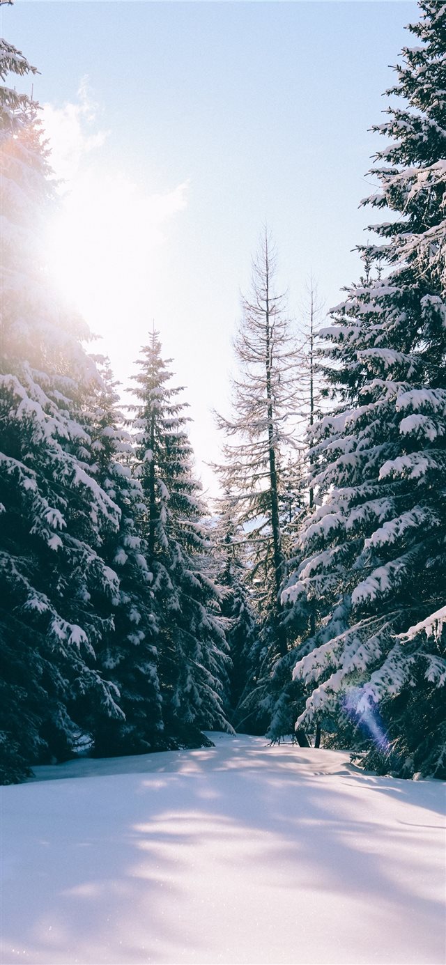 See the beauty around you iPhone X wallpaper 
