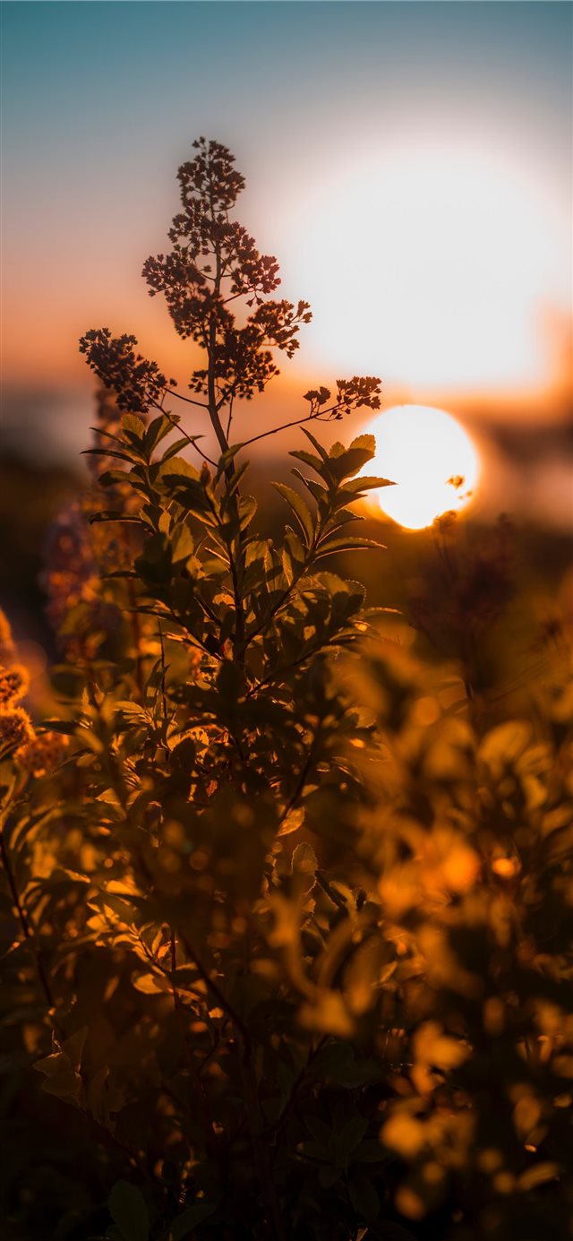Sunrise at Acadia National Park iPhone X wallpaper 