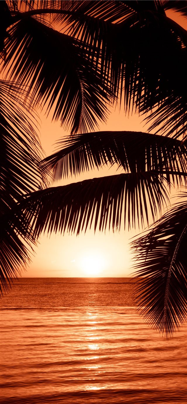The Palms iPhone X wallpaper 