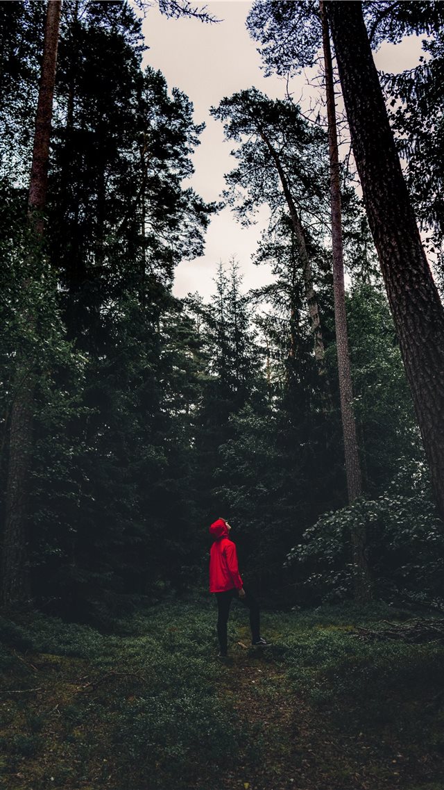 staring over the tree tops iPhone 8 wallpaper 