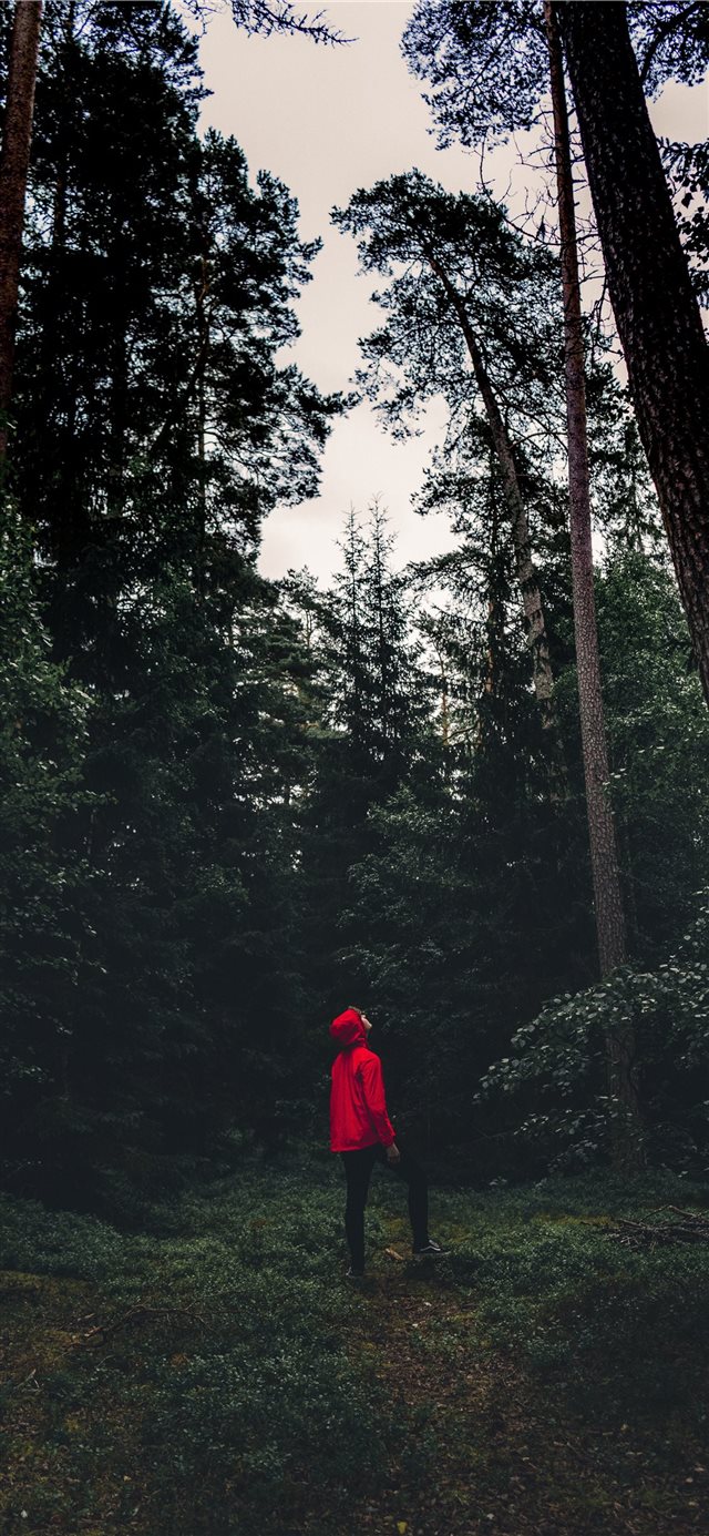 staring over the tree tops iPhone X wallpaper 