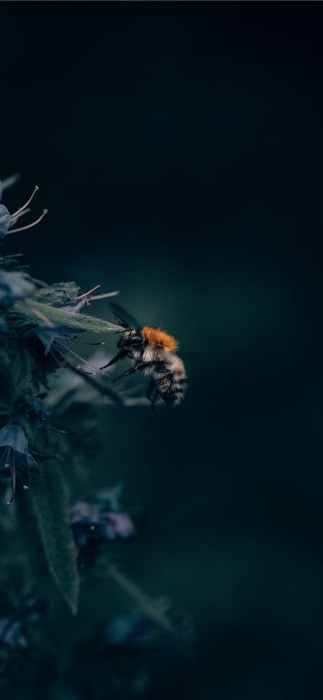 A Bumblebee Unlocks a Flower’s Hidden Treasure iPhone X wallpaper 