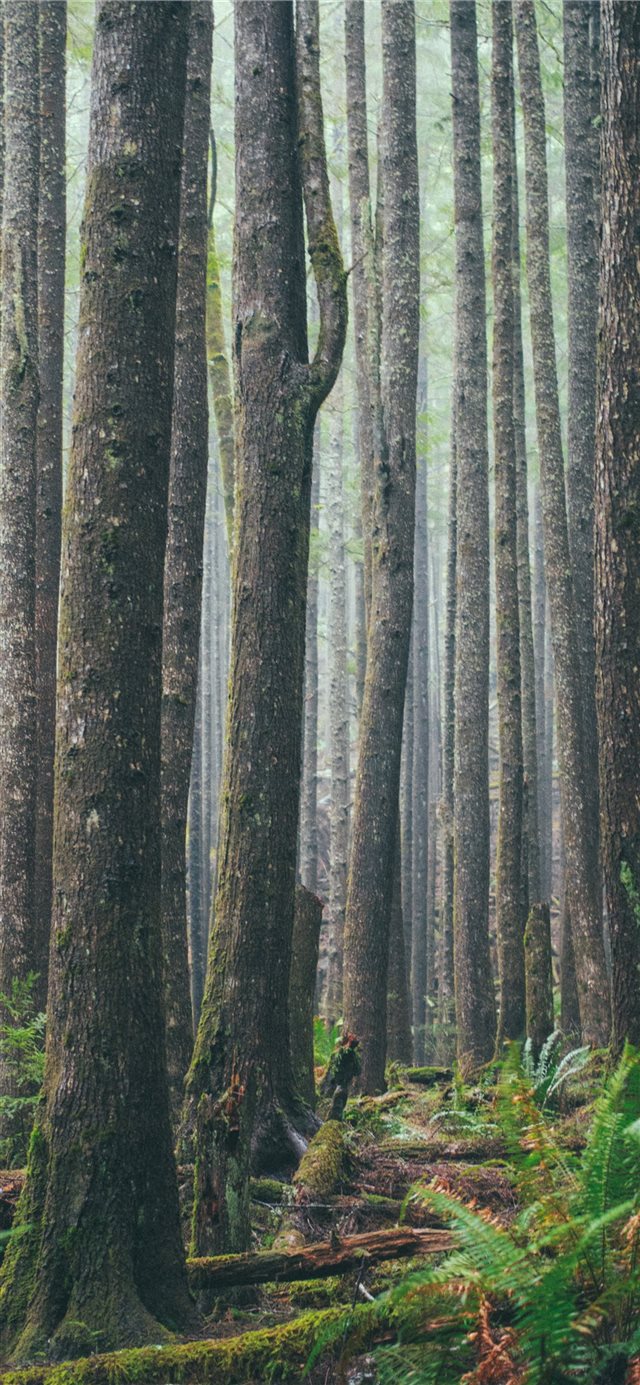 Ecola State Park  Cannon Beach  United States iPhone X wallpaper 