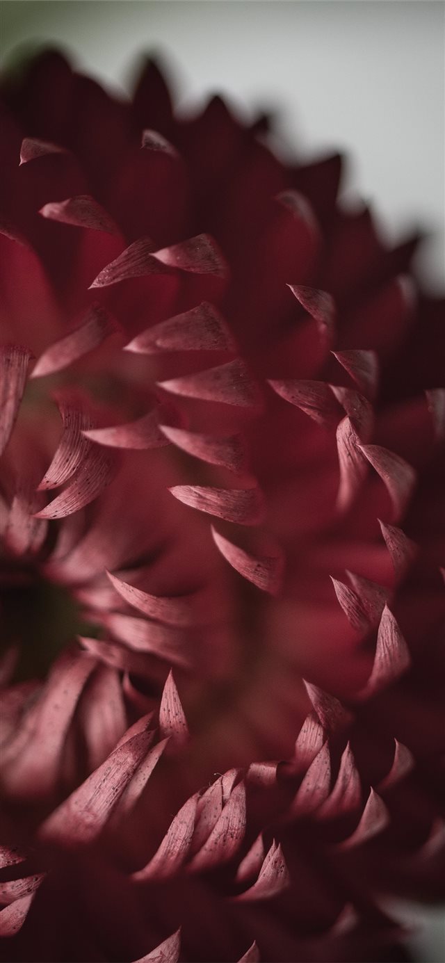 Flower detail iPhone X wallpaper 