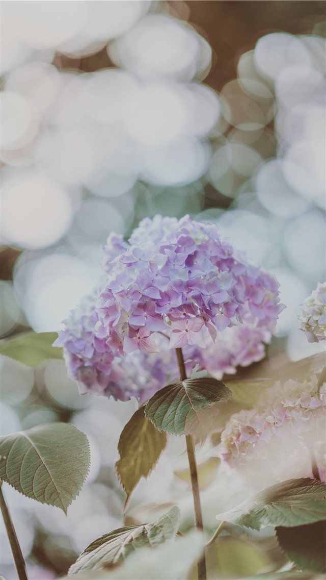 Hydrangea with beautiful bokeh iPhone 8 wallpaper 