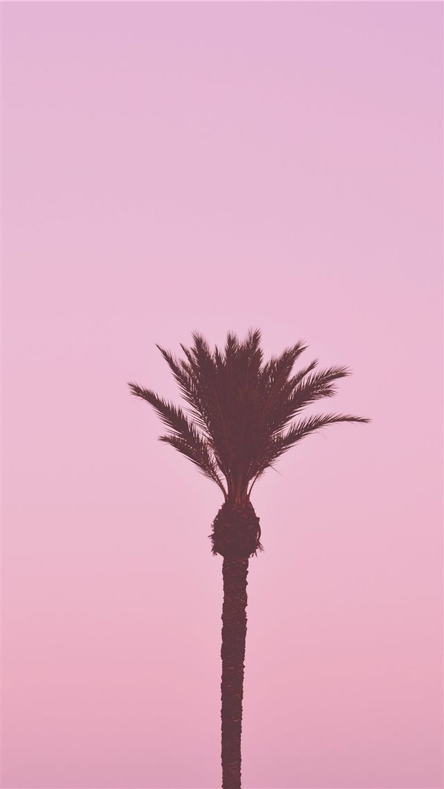 La palmera romántica iPhone 8 wallpaper 