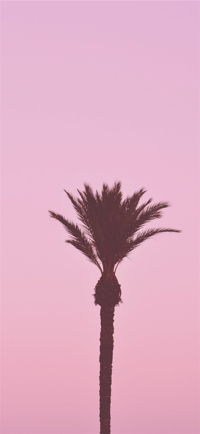 La palmera romántica iPhone X wallpaper 