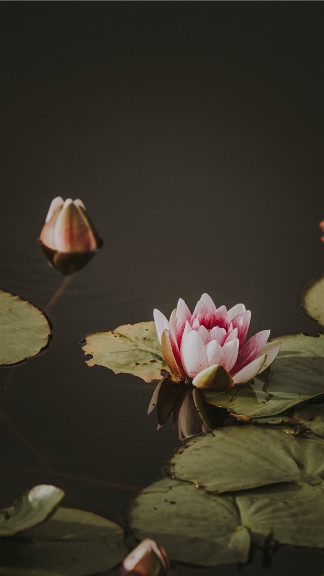 Lily pad iPhone 8 wallpaper 
