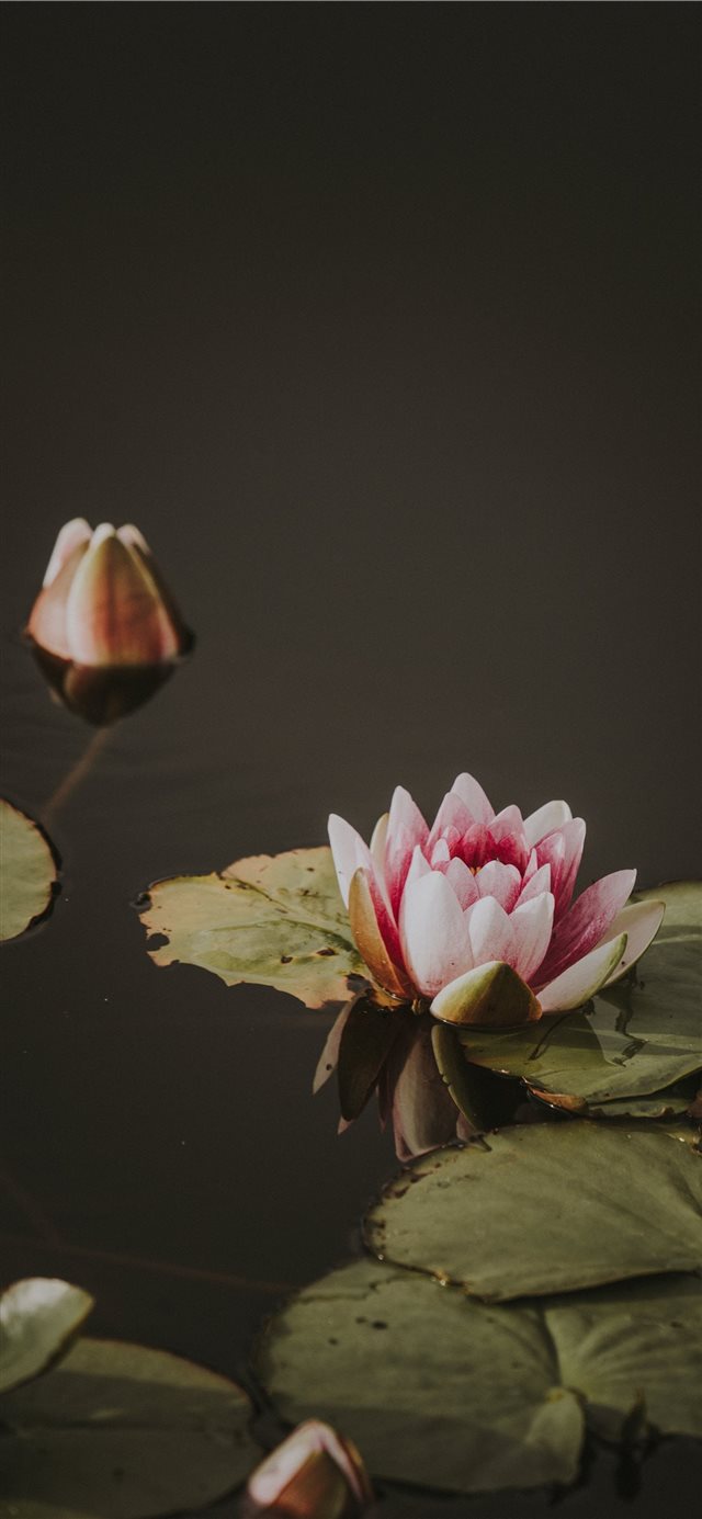 Lily pad iPhone X wallpaper 