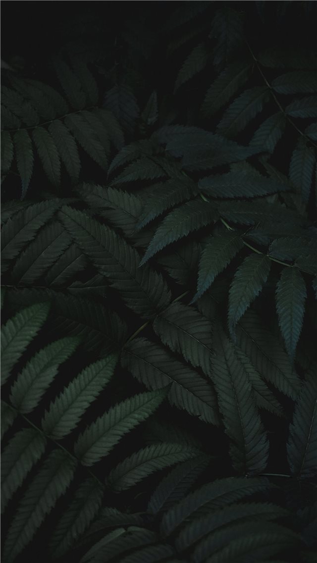 Mysterious Green iPhone 8 wallpaper 