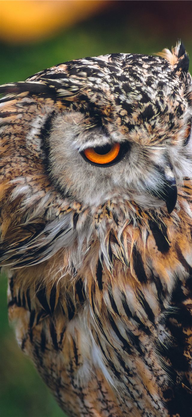 Owl iPhone X wallpaper 