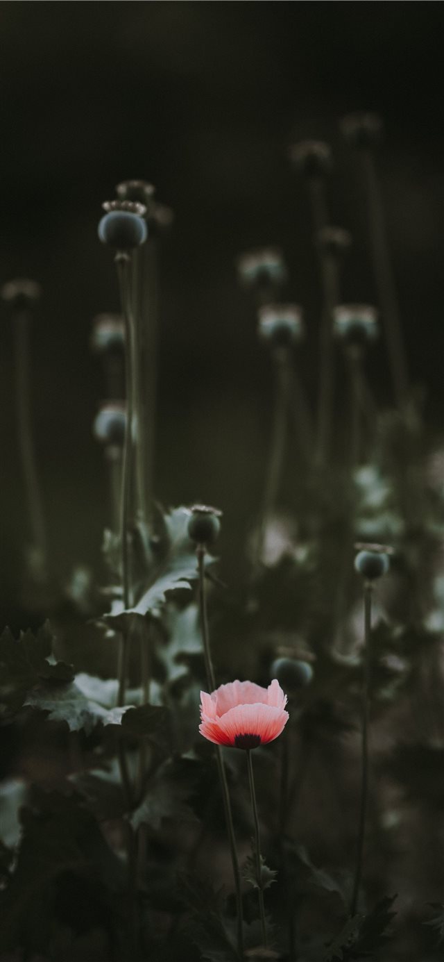 Pink Poppy with blank space iPhone X wallpaper 