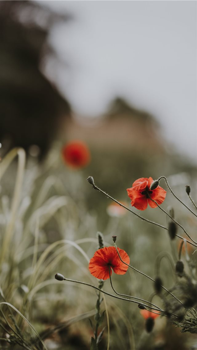 Red poppies  wildflowers iPhone 8 wallpaper 