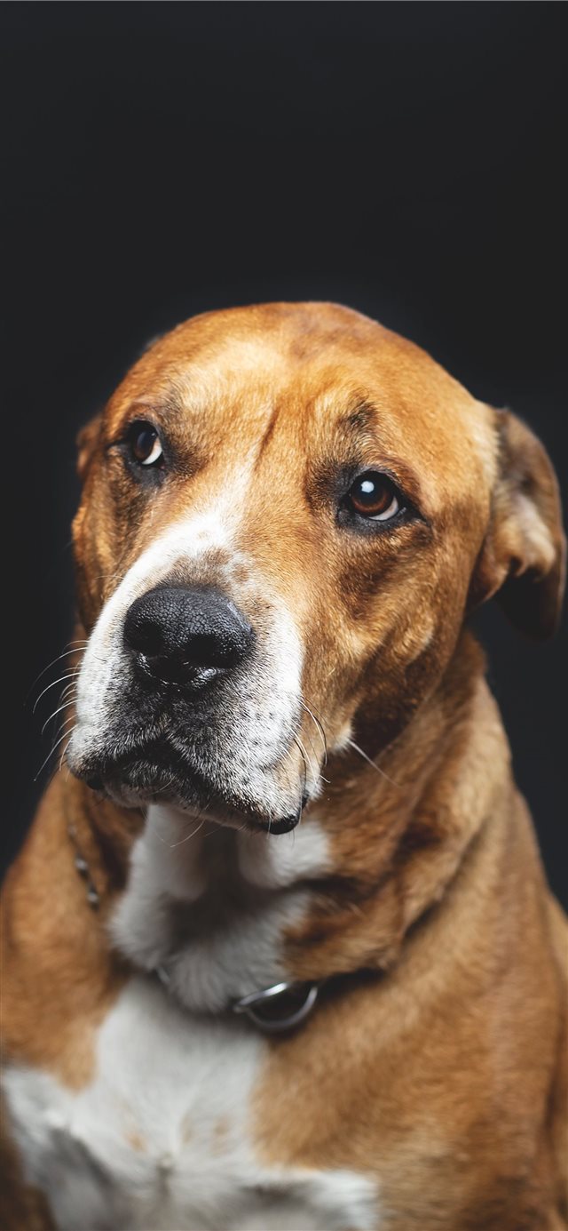 Rescue Dog iPhone X wallpaper 
