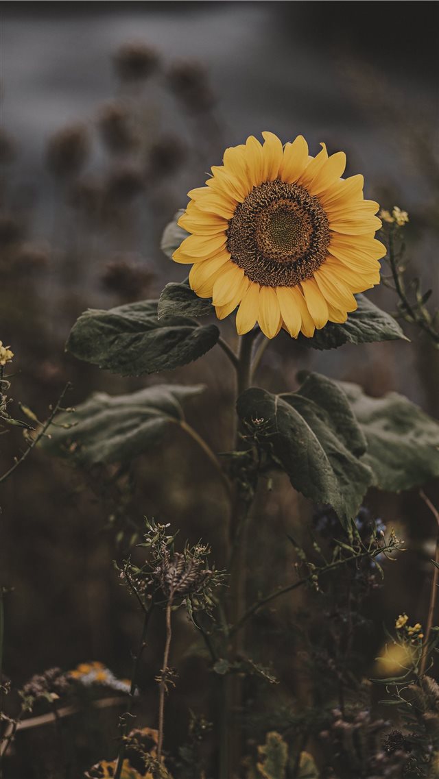 Sunflower iPhone 8 wallpaper 