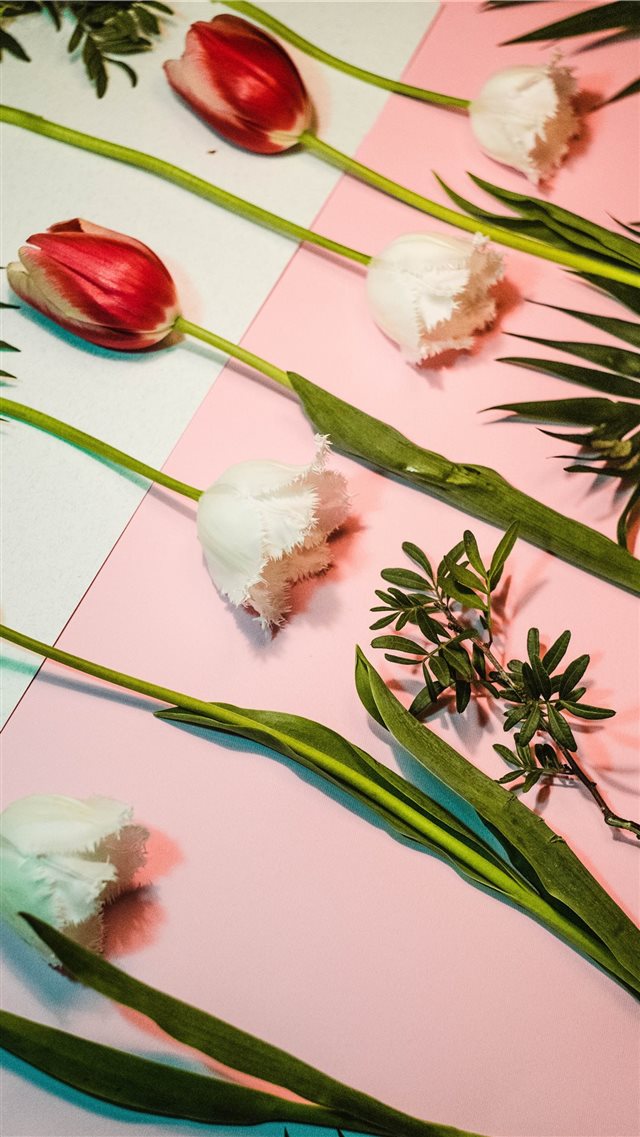 Tulipsomania iPhone 8 wallpaper 