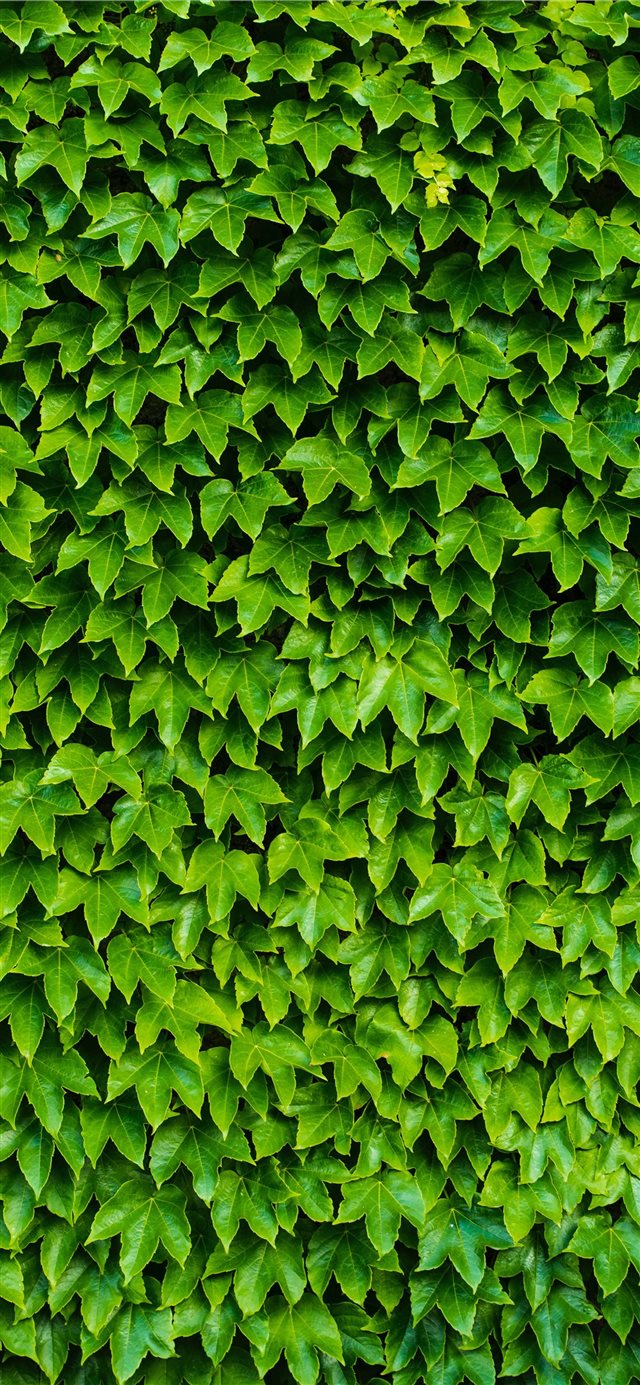 foliage iPhone X wallpaper 