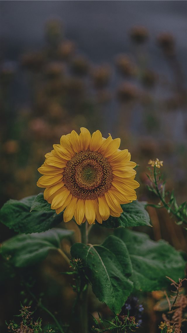 sunflower iPhone 8 wallpaper 